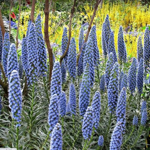Semi di testa vipera perenne, giardino roccioso sono resistenti Echium vulgare, rare balcone 300pcs