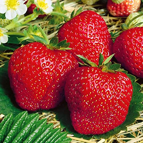 KIRA SEEDS - Seeds Strawberry Renaissance - Everbearing Fruits for Planting - GMO Free