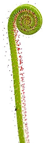 Fangblatt - fadenförmiger Sonnentau - Drosera Filiformis - fleischfressende Pflanze für Ihr Zuhause