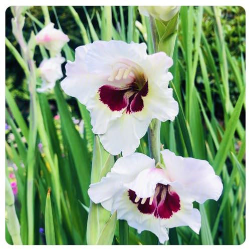 Gladiolus Bulbs Mix Golden Jade Carving Feels Beautiful Now Mixed Garden Crop for Planting Now UK Strong Plants That Grow Well