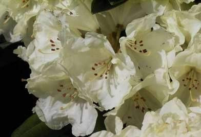 Rhododendron yakushimanum Lucinda - Ball-Alpenrose - 25-30 cm