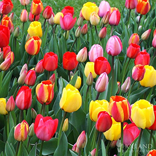 Mixed Triumph Tulip Flower Bulbs Value Bag - 50 Bulbs per Pack - Perennial - Good as Cut Flowers - Good for Indoor Forcing - Dutch Grown Bulbs from Holland - Easy to Grow Live Plants - Outdoor Garden