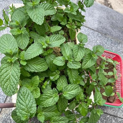 Semi di menta piperita - per i luoghi soleggiati semi di per giardinieri esotico resistenti raro resistenti 500pcs