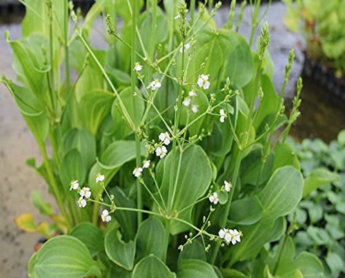 Carbeth Plants Pond Plants for Small Ponds - 1 X 9cm Pot Alisma Plantago Aquaticum - Mad Dog Weed - Live Marginal Ponds Plant - Low Maintenance Perennial Outdoor Pond Plant
