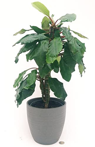 POWERS TO FLOWERS - PACHYPODIUM XXL, PALMA DEL MADAGASCAR, IN VASO CERAMICA ANTRACITE, vaso 18cm, altezza 50/60cm, pianta vera