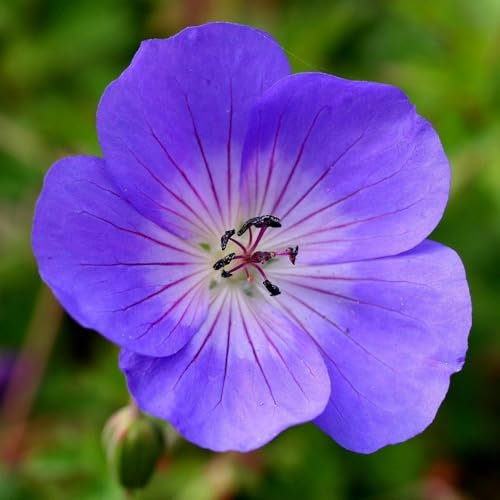 Plant Theory Rozanne Cranesbill Perennials Flowering Plants Geranium 2L Pot