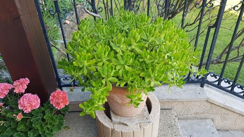 Sedum praealtum ssp. Praealtum/Orpin/Godet/Succulente