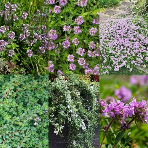 semi di tomiglio resistenti, semi di selvatica perenne, giardino con balcone, balcone tomiglio raster, 60pcs