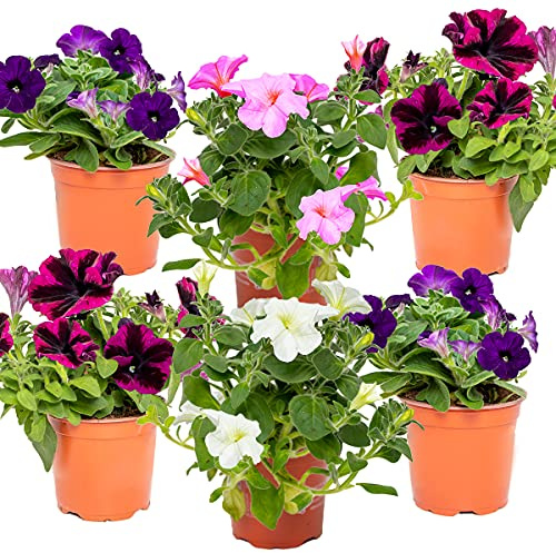 Bloomique - Lot de 6 - Pétunia à grandes fleurs - Mélange de couleurs - Plantes de massif - Plantes de jardin - 15-20 cm de haut - Pot 10,5 cm
