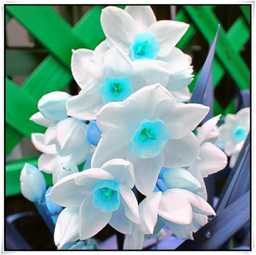 Excellent Display/Narcissus Bulbs/Good for Containers/Daffodil Bulbs for Planting/Wedding Flowers/Natural Organic/Greening Flower-4 Bulbs-J
