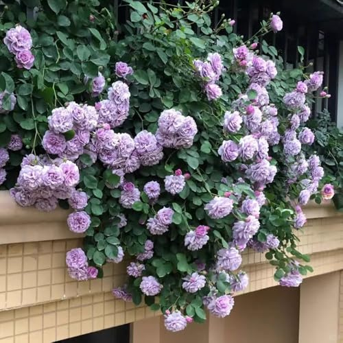 Semillas resistentes de rosal de jardín, trepadores variedades antiguas orgánicas 120pcs