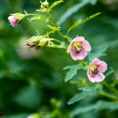 semi di malva esotiche resistenti marshmallow biologici, selvatici perenni resistenti, decorazione da giardino 180pcs