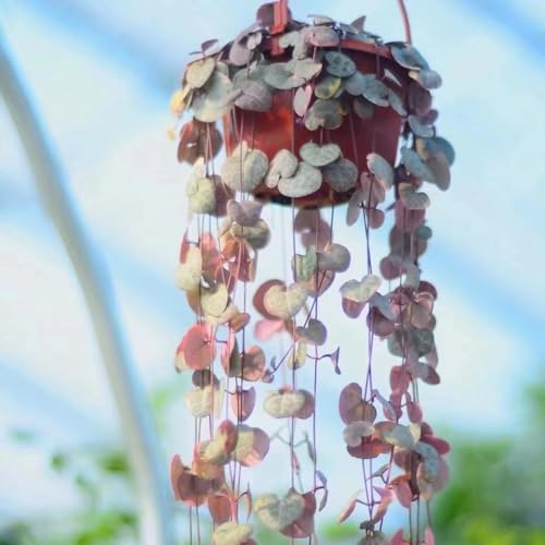 semillas de candelabro, Ceropegia woodii, Parterres elevados, 25pcs
