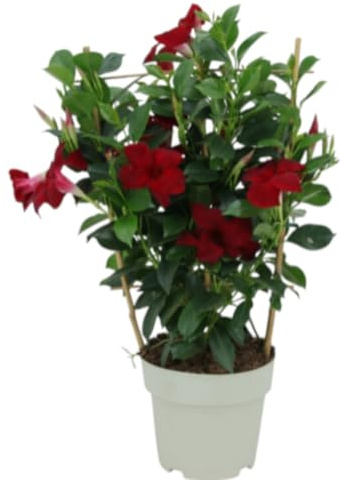 Planta natural Dipladenia Roja, 60 cm. Mandevilla. Trepadora tropical de flores brillantes en forma de trompeta, ideal para jardines soleados. Segura Garden.