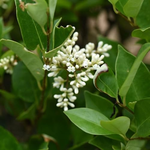 Troène de Californie - Ligustrum ovalifolium 100/120cm Pot 5L ? Arbuste pour Haie et Jardin