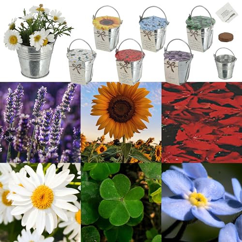 Cepewa Anzuchttöpfe Blumensamen 6er Set | Zinkeimer Samen Kokosquellpad | Sonnenblumen Vergissmeinnicht Glücksklee Margerite Brennende Liebe Lavendel (1 x 4er Set Blumensamen Zinktopf)