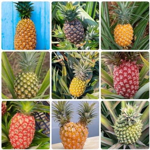 Semi di ananas - colonnare semi rari perenni semi di giardino di da giardino roccioso da nani resistenti 150pcs