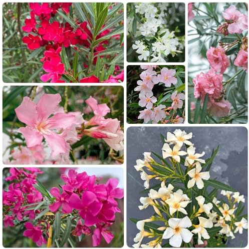 Semi di oleandro, semi per aiuole rialzate Nerium oleandro, decorazione da giardino per esterni vecchie varietà per luoghi soleggiati resistenti 40pcs