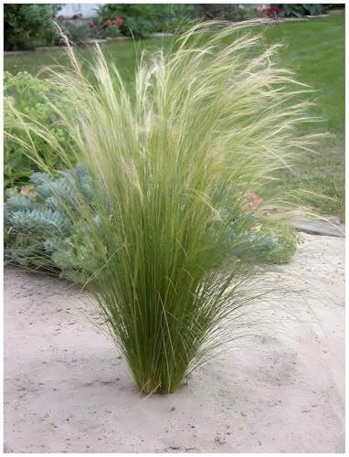 Stauden Gänge 10 x Stipa tenuissima 'Pony Tails' im 1 Liter Topf (Ziergras/Gräser/Winterhart/Mehrjährig/Staude/Stauden) Federgras - Leichtigkeit und Eleganz in jedem Garten