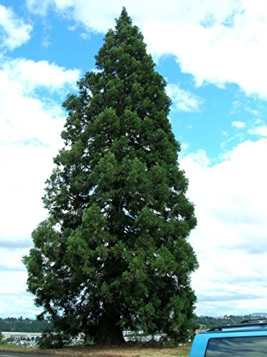 Seeds Sequoia Gigante, Sequoiadendron Giganteum, 50 seeds of agramsero (fast, evergreen, bonsai)