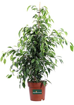 Pianta di Ficus Benjamin varietà Golden King Pianta da interno di Ficus Benjamin Golden King Pianta ornamentale di Ficus Benjamin Pianta vera vaso 19 cm venduta da eGarden.store