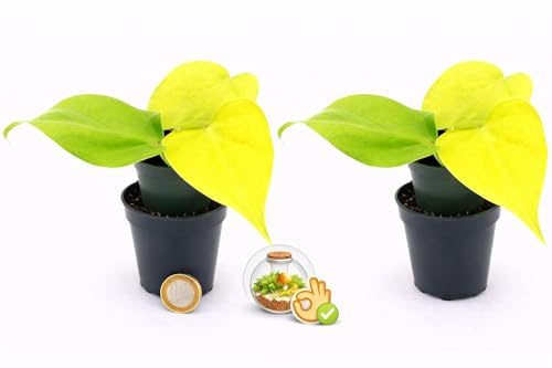 POWERS TO FLOWERS - POTOS-SCANDENS NEON 2 PIANTE, VASO 5,5 CM, MINI IDEALE PER TERRARIUM, pianta vera