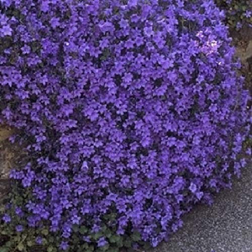 Campanula Portenschlagiana 'Clockwise™ Deep Blue' Perennial Plug Plants Pack x6