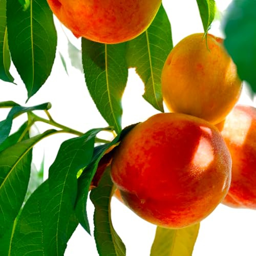 O Henry Peach Tree Live Plant – High-Yield Organic Peach Tree with Sweet, Juicy Fruit for Home Gardens & Patios (5 Gallon/Potted/Single Plant)