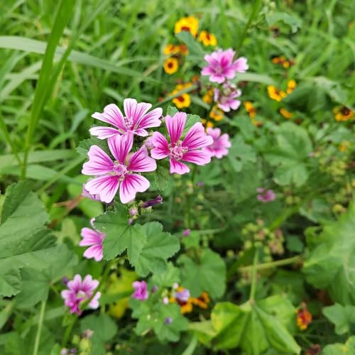 semi di malva, esterno semi biologici di selvatici serre da balcone decorazione giardino esterni giardino regali 800pcs