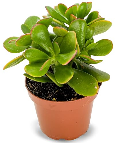 Crassula Ovata Sunset Planta Natural en Maceta | Suculenta Árbol de Jade Planta Viva | Hojas Verdes con Bordes Rojizos y Tonos Dorados | Ideal para Interior o Exterior | Muy Resistente y Decorativa