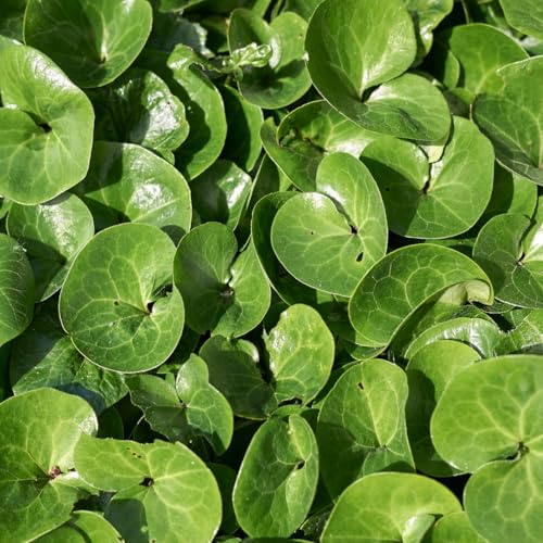 Asarum europaeum – 24 piante nocciola – 10-25 cm – Ø 9 cm – Sempreverde perenne per ombra – Pianta da giardino resistente per piantagione