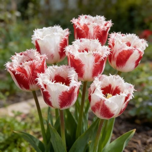 Winterharte Mehrjährige Tulpen, Pflegeleicht, Widerstandsfähig | Spektakulär für Topf, Gartenlandschaften, Heimdekoration-8 Rhizome-F