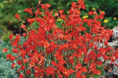 Red Larkspur 50 Seeds, Delphinium nudicaule - Perenniel