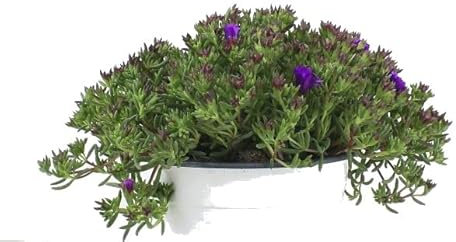 Mesen Natural Planta de Exterior Ideal para Decorar el Hogar