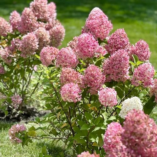 semi di ortensia a pannocchia - ortensie a pannocchia - giardino rocciose resistenti, balcone Decorazione da giardino per esterno, balcone 85pcs