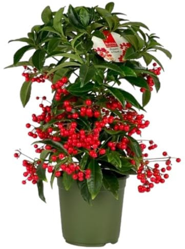 Planta natural Ardisia. Segura Garden. La planta de ardisia mejora la calidad del aire, añade belleza con sus hojas brillantes y es de bajo mantenimiento, ideal para interiores.