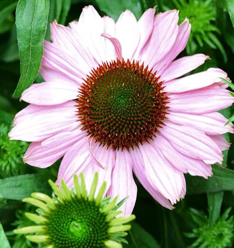 Sonnenhut Hope - Echinacea purpurea - lebende Gartenpflanze aus den Baumschulen
