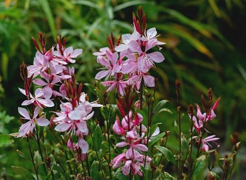 Gaura lindheimeri 15 Graines, plante vivace