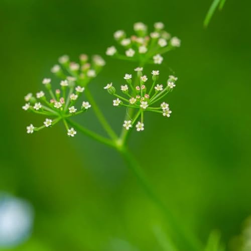 cerfoglio vegetali semi di per balcone medicinali semi di biologici, resistenti all'inverno sostenibili invernali, aromatiche aromatiche 50semi