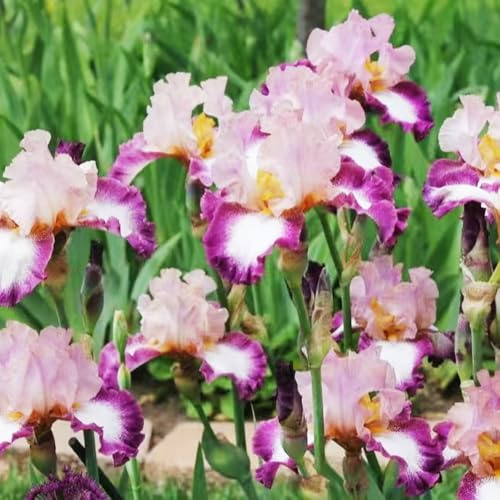 Bulbos de iris - iris, invernaderos de balcón cobertura del suelo resistentes en macetas al aire libre resistentes para jardines rocas decoraciones jardín para 3pcs