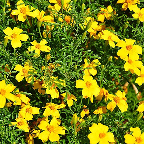 50 Marigold African Tagetes Lemon Gem Seeds - 50 Seeds