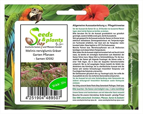 Stk - 10x Melinis nerviglumis Gräser Garten Pflanzen - Samen ID592 - Seeds & Plants Shop by Ipsa