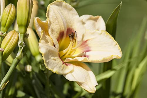 Hemerocallis x cult. 'Custard Candy' 11x11 cm Topf – Winterhart, Mehrjährig, Pflegeleicht – Taglilie – Staude für Beet & Rabatte