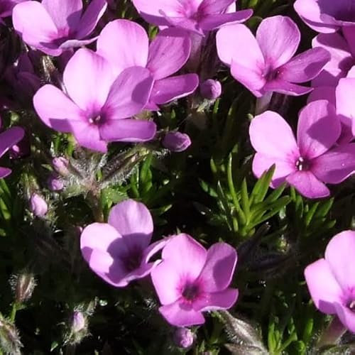 12 unità Phlox Douglasii 'Mac Daniel's Cushion' - Phlox Nano 'Mac Daniel's Cushion' Vaso 9x9cm ±1 m² - Phlox con Fiori Compatti e Colori Vivi