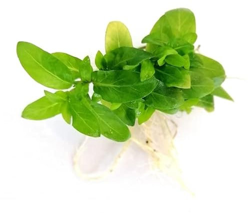 Floratica | Staurogyne Repens (8X) Live Aquarium Carpeting Plants Tropical Fish Tank Snail Free Shrimp Safe