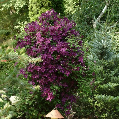 Clematis 'Niobe'. 9cm Plant x 2. Maroon, Purple red Flowers. Climbing Perennial for Trellis & Arches. Available from Bedwen Plants
