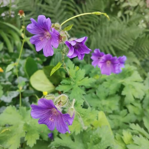 Geranio - rampicanti decorazione del giardino esterno raro da appartamento esotiche in vaso, recisi, rialzata in vaso, giardino 550semi