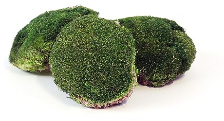sphagnum-shop.com Bollenmoos konserviert für Moosbilder Dekomoos Kugelmoos Premium Qualität Dunkelgrün, Artikelgewicht: 0.25