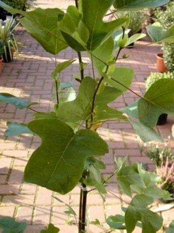 Echter Tulpenbaum Liriodendron tulipifera 80 - 100 cm hoch im 5 Liter Pflanzcontainer