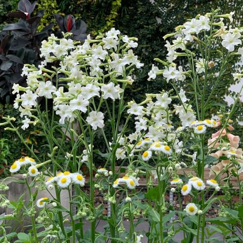 semi di tabacco biologici rampicante da balcone, selvatici 300pcs